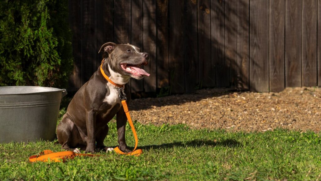 比特犬真有攻擊性？專家揭開「親人本性」 咬人事件關鍵在飼主