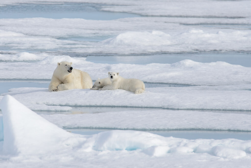 Wild polar bear (ursus maritimus) mother and cub on the pack ice