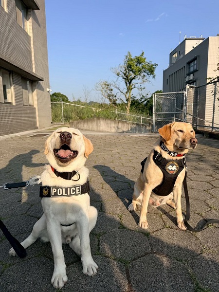 犬隻不只是人類最好的朋友，也是第一線警消人員的重要工作夥伴。（圖/內政部提供）